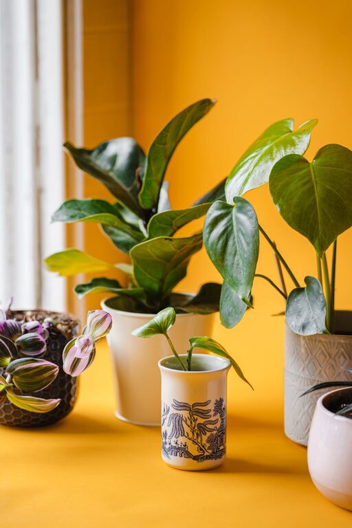 How to Refresh Your Home with Plants: Easy Steps for a Greener Space